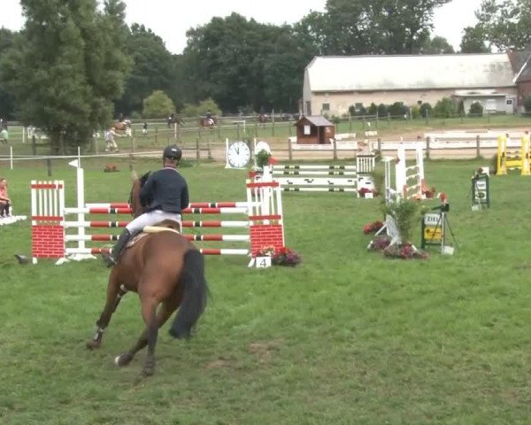 jumper Curazzo (Westphalian, 2002, from Concept)