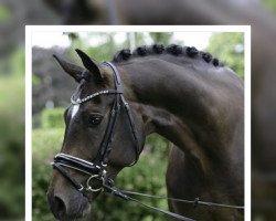 Dressage horse Serizzo G (Rheinländer, 2010, from Son of Cologne)