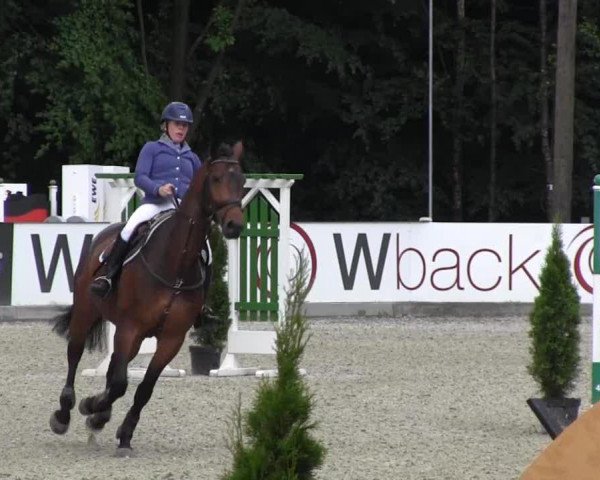 Springpferd Contero R (Oldenburger Springpferd, 2007, von Contendro I)