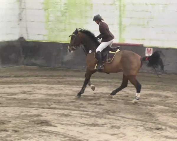 broodmare Florentine van't Palmenhof (Belgian Warmblood, 2005, from Triomphe de Muze)
