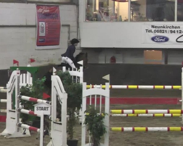 jumper Carl 35 (German Sport Horse, 2003, from Catalani) jumper Carl 35 (German Sport Horse, 2003, from Catalani)