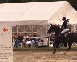 jumper Eine wie keine 7 (Hanoverian, 2005, from El Bundy)