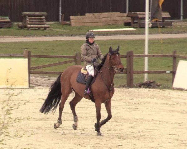 Reitturnier Westergellersen 2021