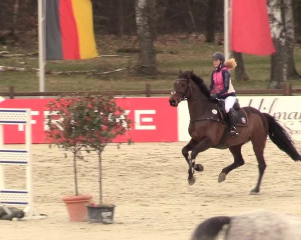 Reitturnier Westergellersen 2021