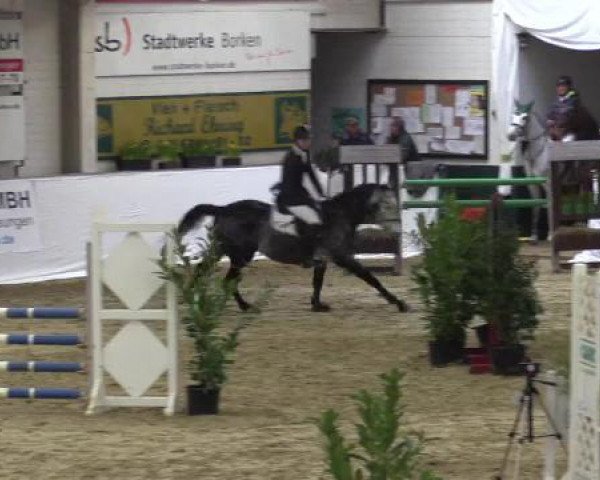 jumper Bacchus 68 (German Sport Horse, 2003, from Balou du Rouet) jumper Bacchus 68 (German Sport Horse, 2003, from Balou du Rouet)