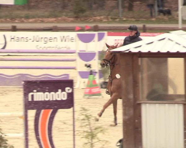 Reitturnier Westergellersen 2021