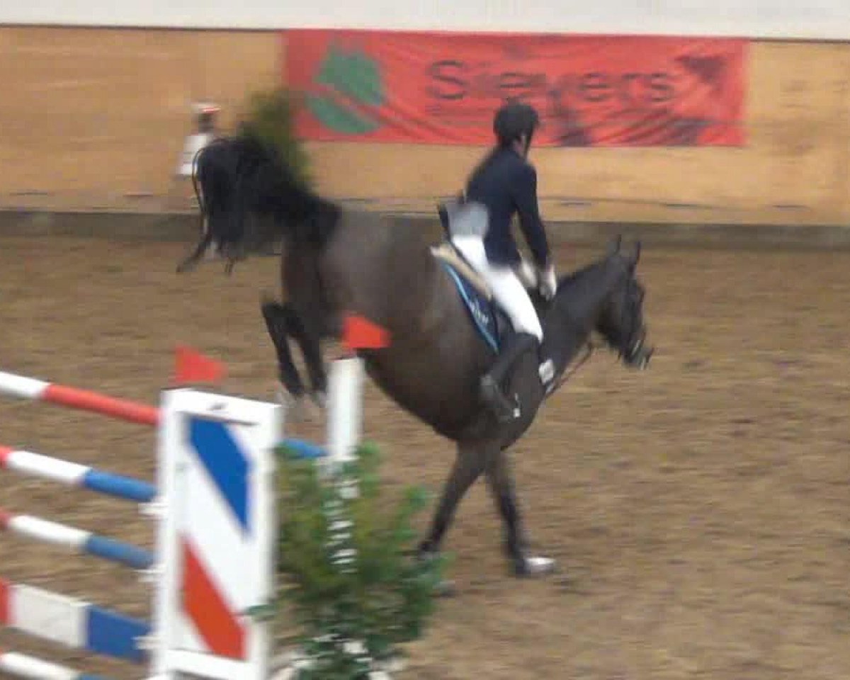 jumper Ursulla (KWPN (Royal Dutch Sporthorse), 2001, from Kigali)