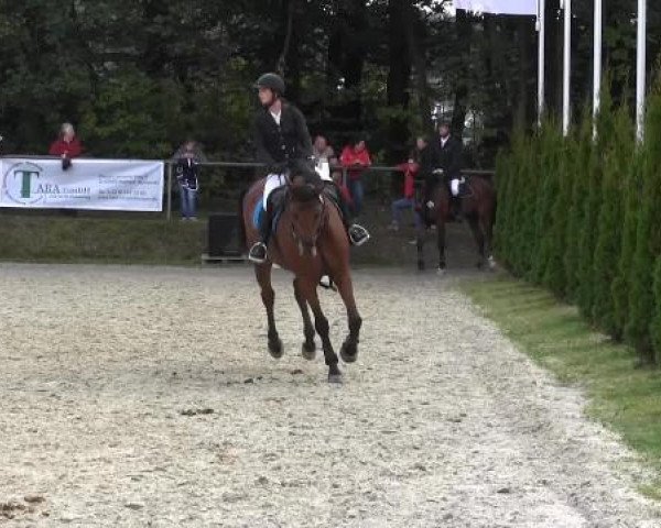 jumper Contra 29 (Holsteiner, 2006, from Consens)