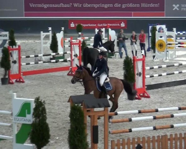 Springpferd Dustin 159 (Oldenburger, 1997, von Don Primero)