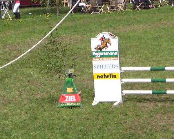 broodmare Veritas Blue (Holsteiner, 2005, from Esteban xx)