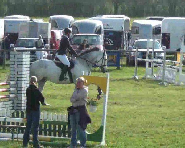 jumper Carnatic (Holsteiner, 2005, from Calato) jumper Carnatic (Holsteiner, 2005, from Calato)