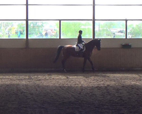 dressage horse Baliveau (German Sport Horse, 2004, from Brandenburger)
