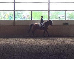 dressage horse Baliveau (German Sport Horse, 2004, from Brandenburger)