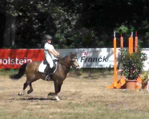 jumper Hannibal 199 (Pony without race description, 1995)