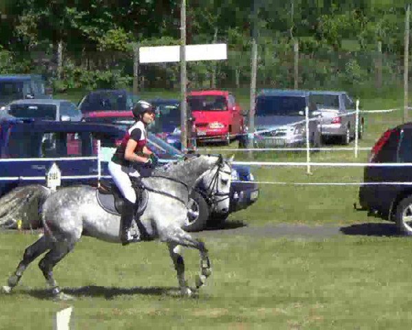 Springpferd Climax 2 (Holsteiner, 2004, von Clearway)
