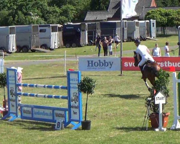 Springpferd Cora 509 (Deutsches Reitpferd, 2002, von Consens) Springpferd Cora 509 (Deutsches Reitpferd, 2002, von Consens)