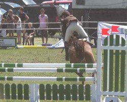 Dressurpferd Cleopatra Sunday (Holsteiner, 2005, von Quantum)
