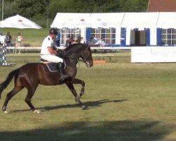 broodmare Wenka N (Holsteiner, 2006, from Lordano)