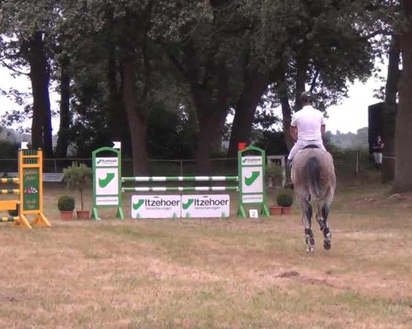 jumper Qweety N (Holsteiner, 2007, from Quite Capitol)