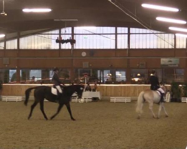 Springpferd Kriga 2 (unbekannt, 1996)