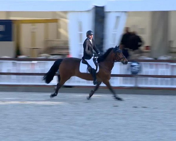 jumper Arnolin 2 (KWPN (Royal Dutch Sporthorse), 2005, from Namelus R)