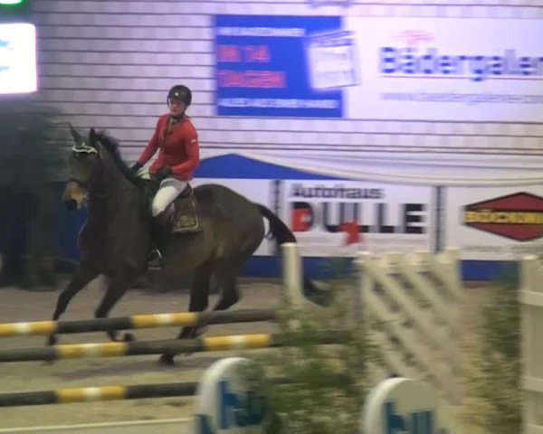 jumper Stavozell (Hanoverian, 2006, from Stand Up 2) jumper Stavozell (Hanoverian, 2006, from Stand Up 2)