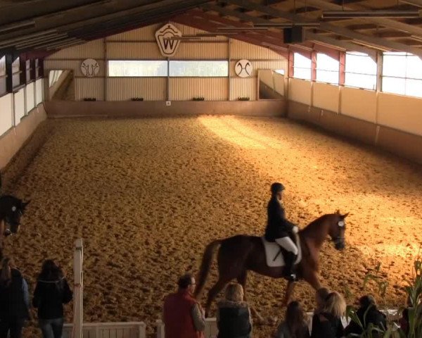 dressage horse Roccomo (Hanoverian, 1996, from Regazzoni)