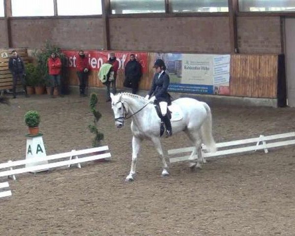 dressage horse Celebron (Holsteiner, 1993, from Caletto I)