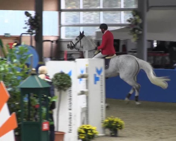 jumper Caramouche (Zangersheide riding horse, 2001, from Caretano Z)