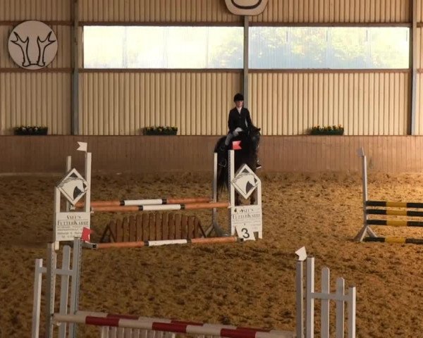 Springpferd Wallace (KWPN (Niederländisches Warmblut), 2003) Springpferd Wallace (KWPN (Niederländisches Warmblut), 2003)
