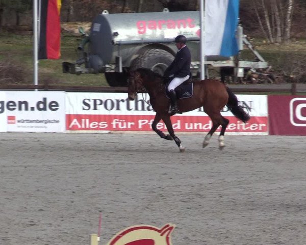 Reitturnier Westergellersen 2021