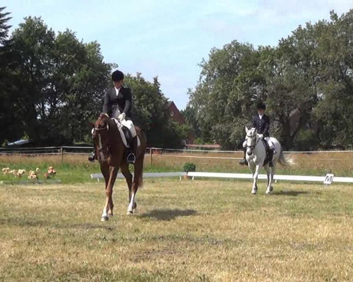 Dressurhest Don Solley (Dansk Varmblod, 2006, fra Don Schufro)