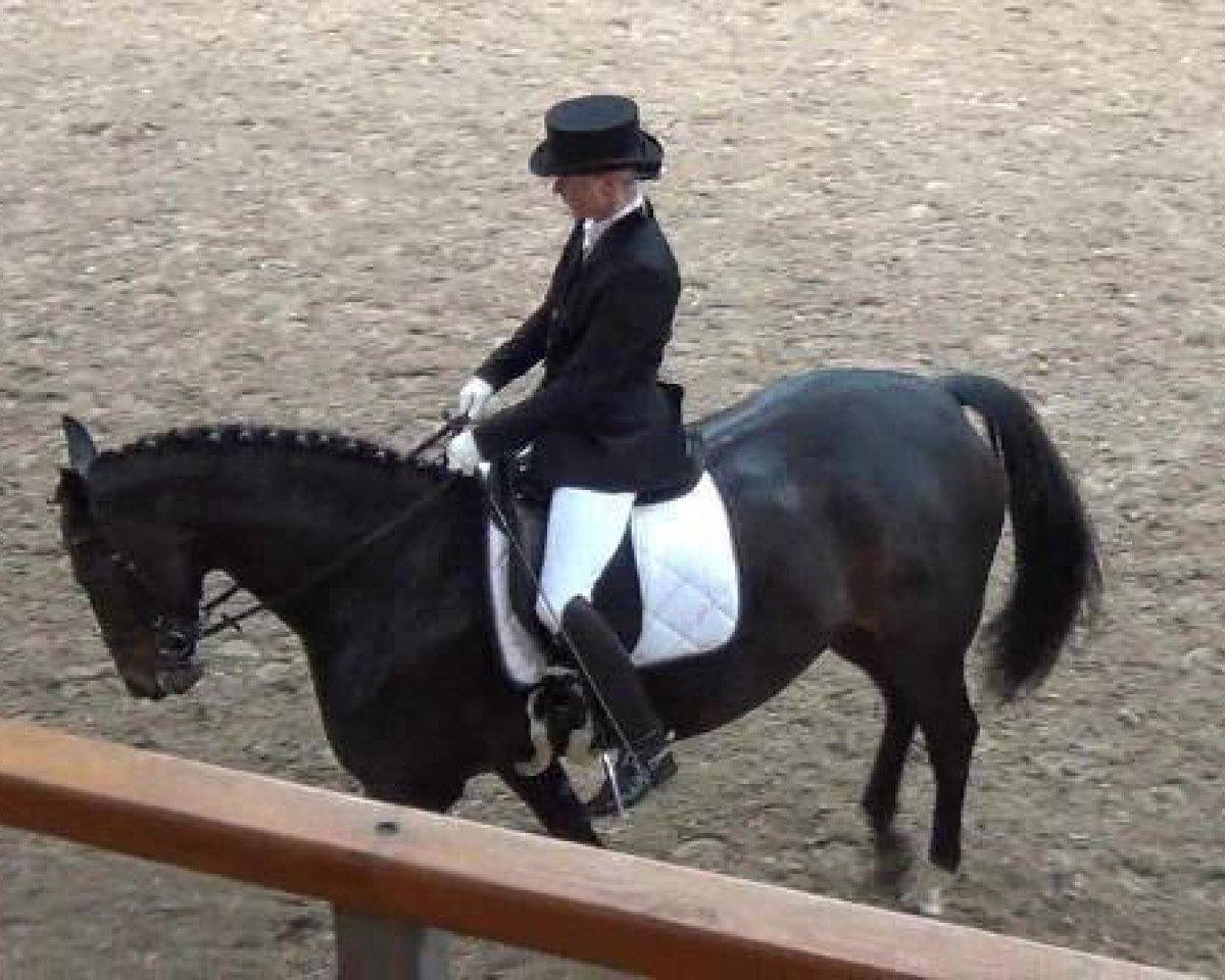 dressage horse Laurentia 13 (Hanoverian, 2005, from Lauries Crusador xx)