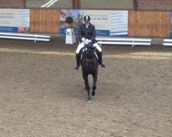 dressage horse Grand Duc 13 (Hanoverian, 1999, from Grand Cru)