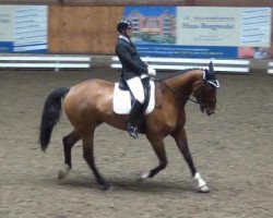 dressage horse Connery 30 (Holsteiner, 2006, from Con Air)
