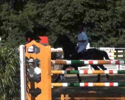 jumper Quit Calando (Holsteiner, 2006, from Quantum)