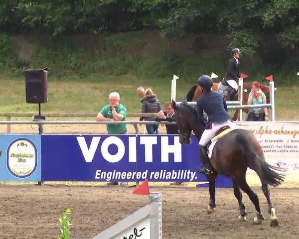 Caballo de salto Clifford 14 (Holsteiner, 2007, de Contendro II)