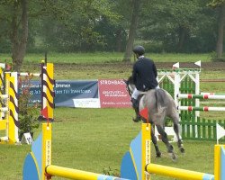 Springpferd Cabbano (Holsteiner, 2007, von Cassini I)
