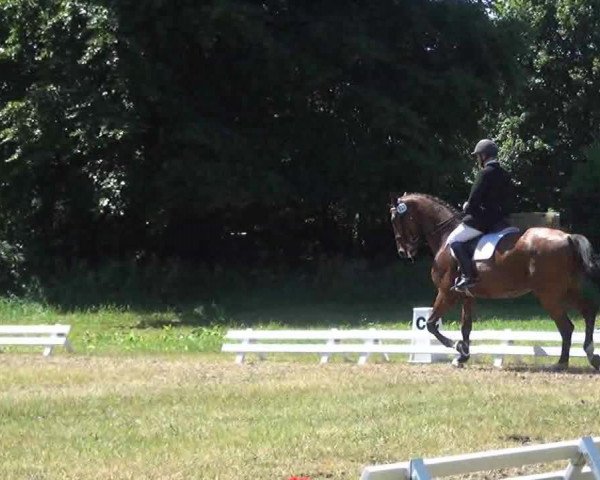stallion Classido (Holsteiner, 2004, from Classido)