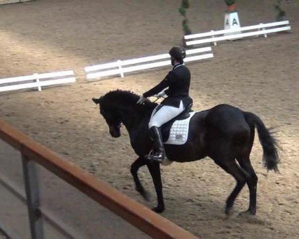 dressage horse Nathan 157 (Hanoverian, 1998, from Natiello xx) dressage horse Nathan 157 (Hanoverian, 1998, from Natiello xx)