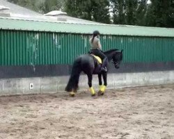 dressage horse Dark Wytse (Arabofriese, 2007, from Yk Dark Ynte)