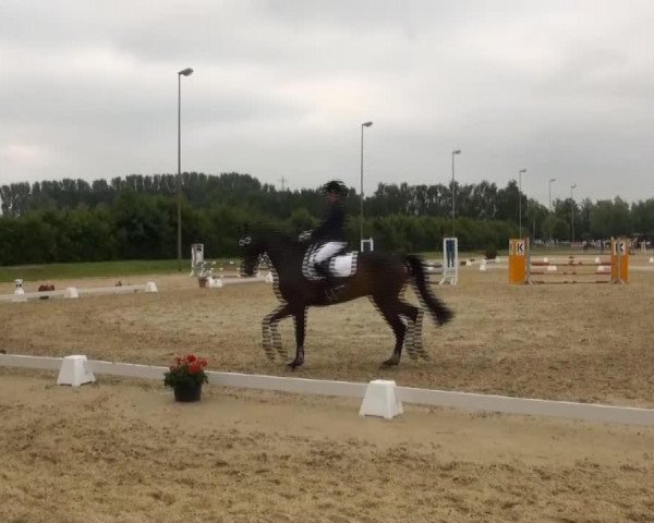 jumper Sandrolino (Hanoverian, 2008, from Sandro Hit)