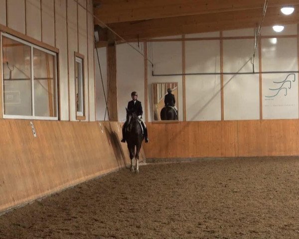 Dressurpferd Sunday's surprise (Westfale, 2001, von Saint George)