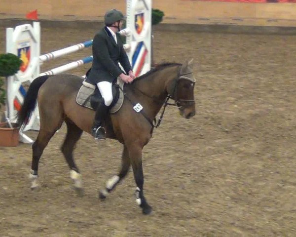 jumper Gospodin 71 (Hanoverian, 2001, from Graf Grannus)
