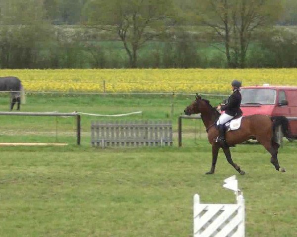 broodmare Embassy's Emily (Hanoverian, 2003, from Embassy I)
