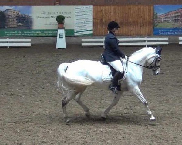 dressage horse Roma R (Holsteiner, 2001, from Claudio's Son)