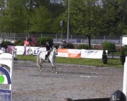 Springpferd Chedira (Holsteiner, 2006, von Calato)