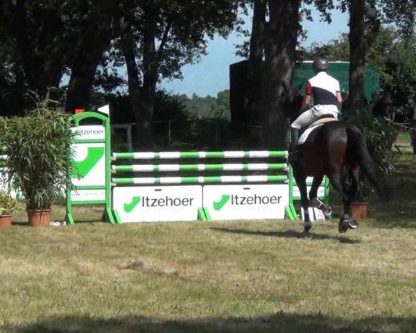 jumper Zitah (Holsteiner, 2007, from Colman)