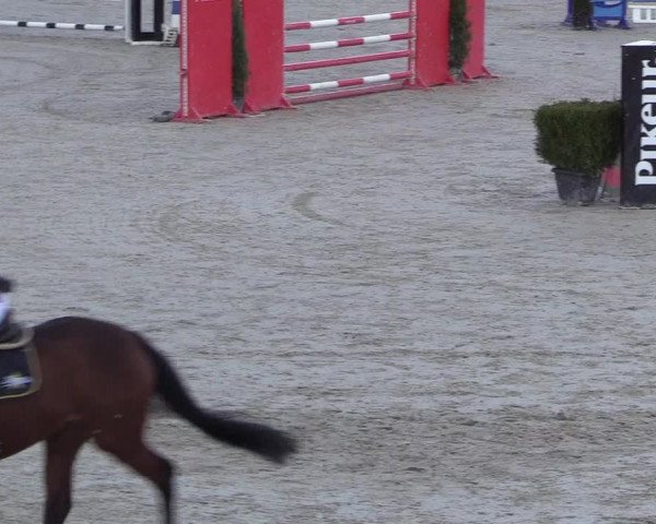 Reitturnier Westergellersen 2021