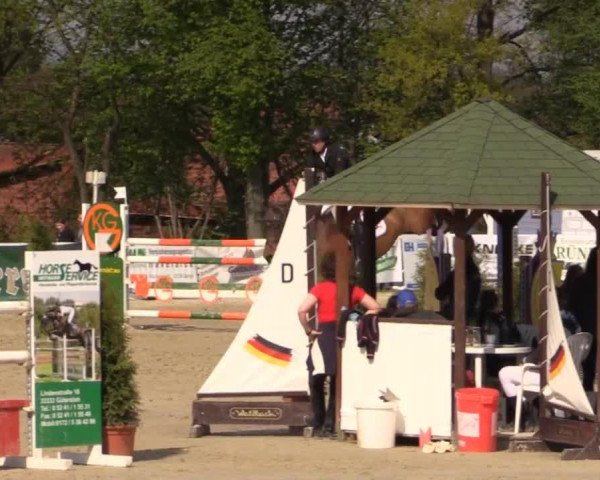 Springpferd Qatar D'Hof-Ten-Bos (Belgisches Warmblut, 2000, von Caesar van de Helle)